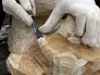 Сентябрь – время творить шедевры из дерева